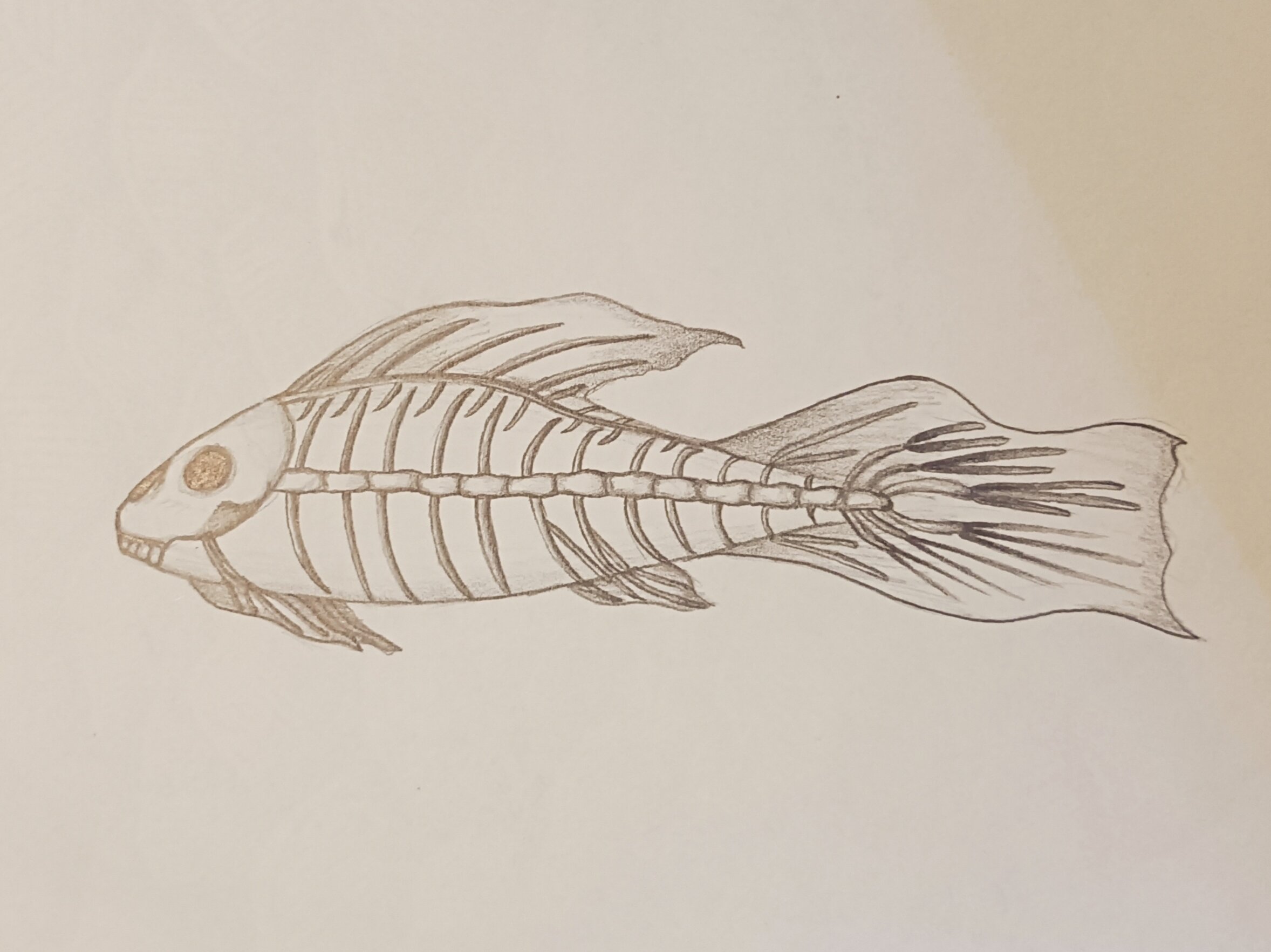 Poisson — dessin personnel.